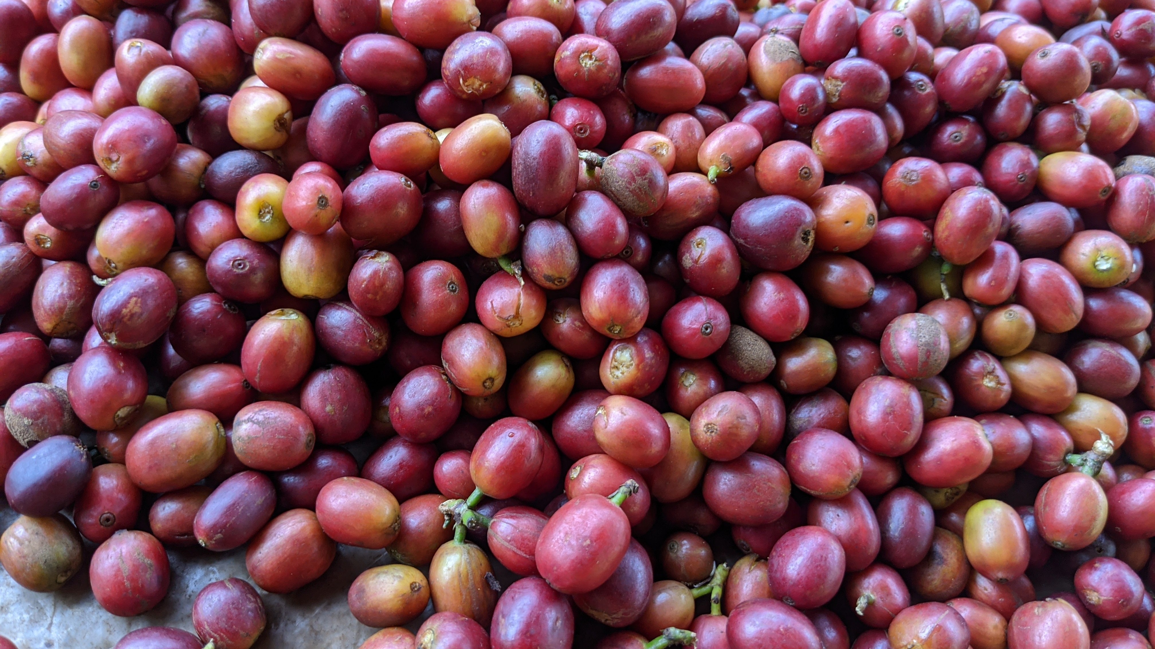 Keňa cherry